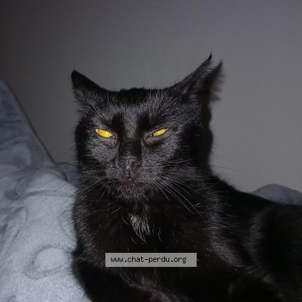 Photo 1/1 Chat trouvé Trouvé à Fontenay sous bois