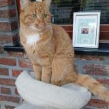 Photo de chat perdu à Baudour