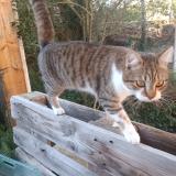 Photo de chat perdu à Castelmaurou