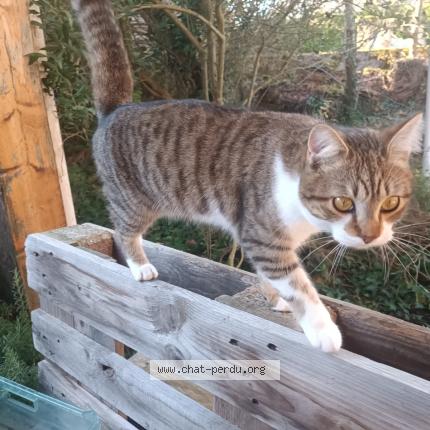 Photo 1/1 Gribouille Chat perdu à Castelmaurou