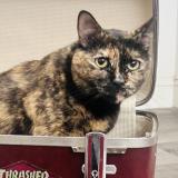 Photo de chat perdu à Glendale