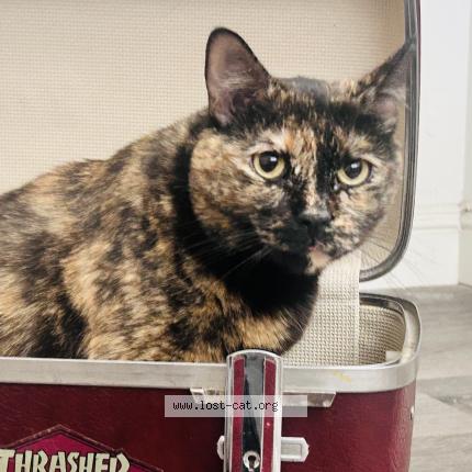 Photo 1/1 Pookie Chat perdu à Glendale