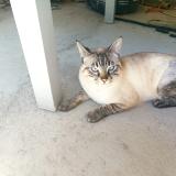 Photo de chat perdu à Pompertuzat