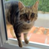 Photo de chat perdu à Elne