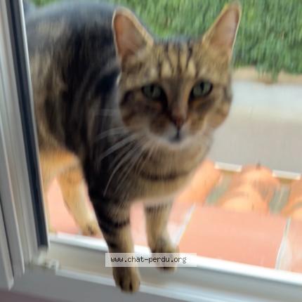 Photo 1/1 Nairobi Chat perdu à Elne
