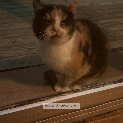 Photo 1/1 Chat trouvé Trouvé à Vielle saint girons plage