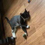 Photo de chat perdu à Supply