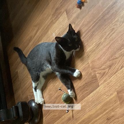 Photo 1/1 beasty boo Chat perdu à Supply