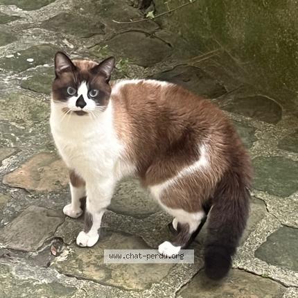 Photo 2/4 Chat trouvé Trouvé à Paris