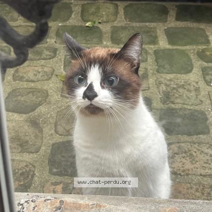 Photo 3/4 Chat trouvé Trouvé à Paris