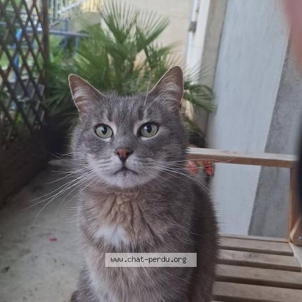 Photo 1/1 Mia Chat perdu à Noyon