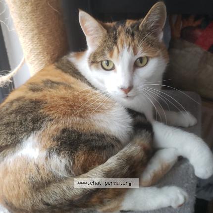 Photo 1/1 Chat retrouvé Trouvé à Roubaix