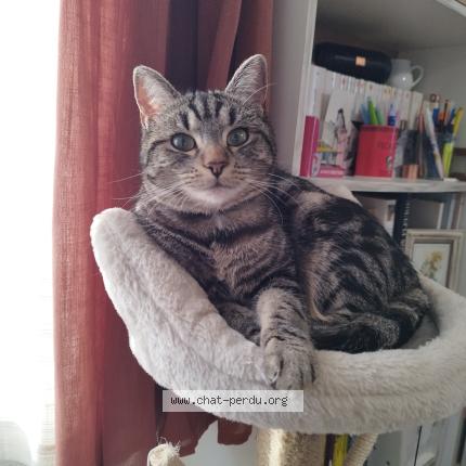 Photo 1/1 Chat retrouvé Perdu à Bourges