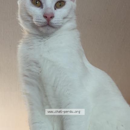 Photo 3/3 Moogly Chat perdu à Neuilly crimolois