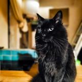 Photo de chat perdu à Noisy Le Sec