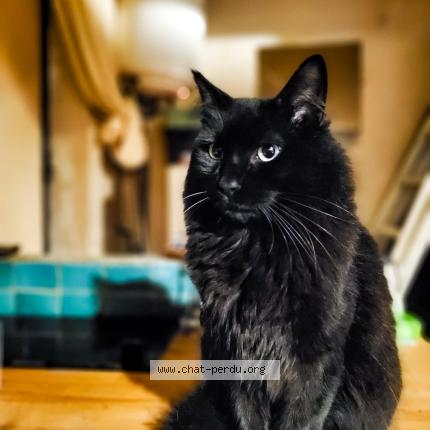Photo 1/1 Giovanni Chat perdu à Noisy le sec