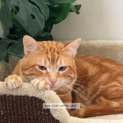 Photo 1/1 Crapule Chat perdu à Antony