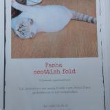 Photo de chat perdu à Willebroek