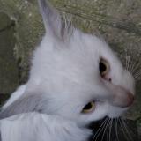 Photo de chat trouvé à Saint Etienne