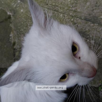 Photo 1/1 Chat trouvé Trouvé à Saint etienne