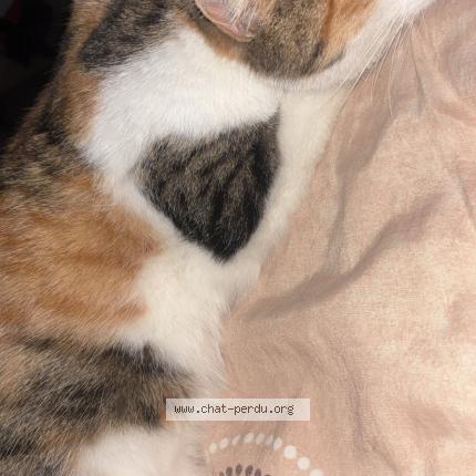 Photo 1/1 Chat trouvé Trouvé à Belfort