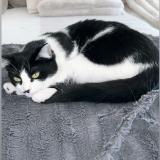 Photo de chat perdu à Guignen