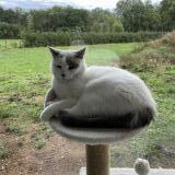 Photo de chat perdu à Decize