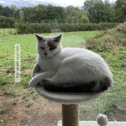 Photo 1/1 Suna Chat perdu à Decize