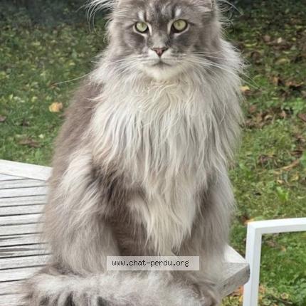 Photo 1/1 TENESSEE Chat perdu à Savigny sur orge