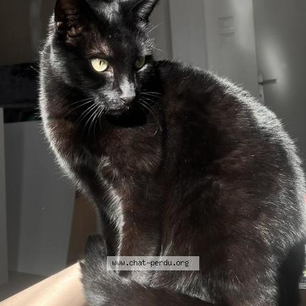 Photo 1/1 Chat retrouvé Perdu à Belfort