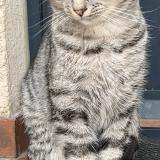 Photo de chat trouvé à Goussainville