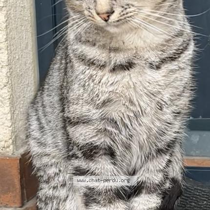 Photo 1/1 Chat trouvé Trouvé à Goussainville