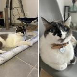 Photo de chat perdu à Savenes