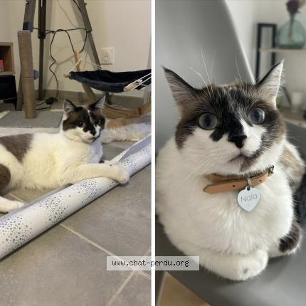 Photo 1/1 Nala Chat perdu à Savenes