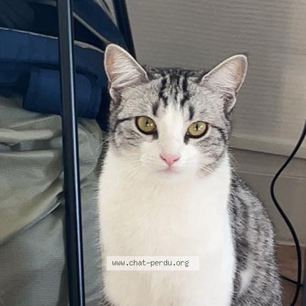 Photo 1/1 mia Chat perdu à Le mans