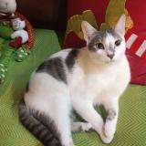 Photo de chat perdu à Tejar