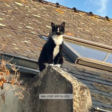 Photo 1/1 Chat retrouvé Perdu à Le conquet