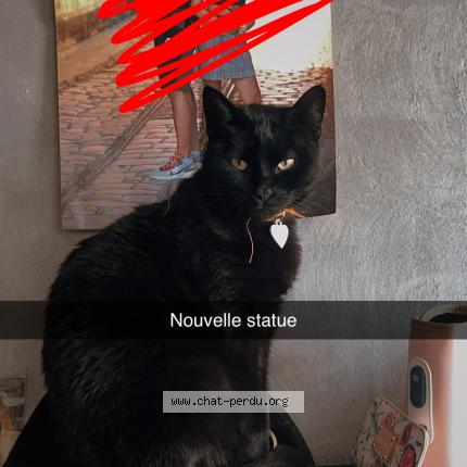 Photo 1/1 Bibi Chat perdu à Sexey les bois