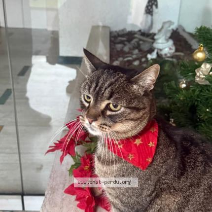 Photo 1/1 Léo Chat perdu à Schiltigheim