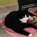 Photo de chat perdu à Challans