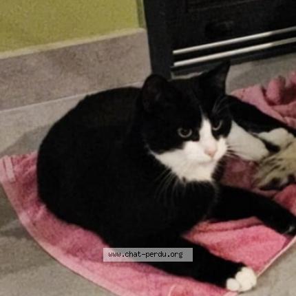 Photo 1/1 Marquez Chat perdu à Challans