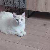 Photo de chat perdu à Laye Pegnel