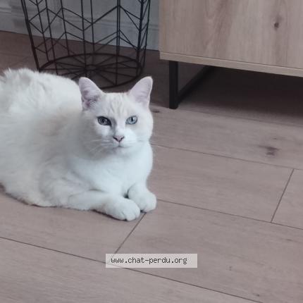 Photo 1/1 Moca Chat perdu à Laye pegnel
