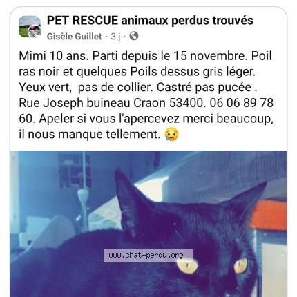 Photo 1/1 Mimi Chat perdu à Craon