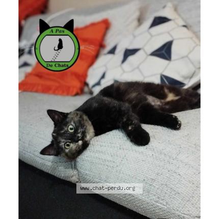 Photo 1/1 Coquelicot Chat perdu à Willems