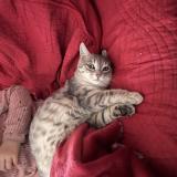 Photo de chat perdu à Verze