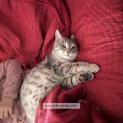 Photo 1/1 Chat retrouvé Perdu à Verze