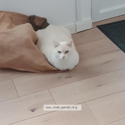 Photo 1/1 Moca Chat perdu à Laye pegnel