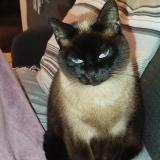 Photo de chat perdu à Guethary