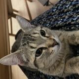 Photo de chat perdu à Verze